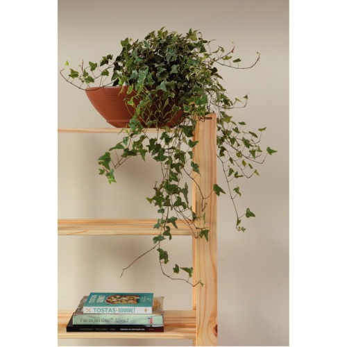 Estante em madeira pinus com 4 prateleiras 62,2 x 30,2 x 107,2 cm - Modulare