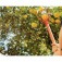 Cabo de madeira para colhedor de frutas 290 cm com olho de 26,5 cm - 78755001